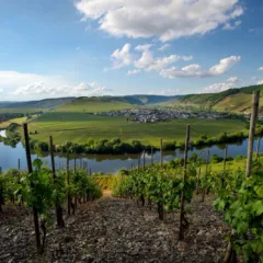 Dr. Fischer – Hofstätter Mosel CREDITS STEFANO TRIULZI