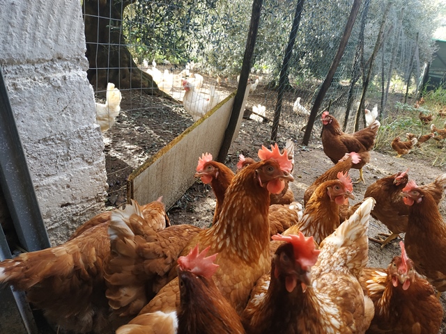 Le galline dell'azienda agricola L'uovo sano