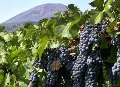 Verso il Distretto agroalimentare di qualità 'Vesuvio'
