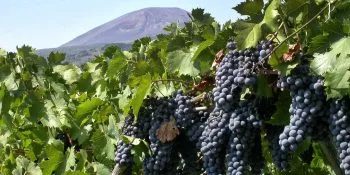 Verso il Distretto agroalimentare di qualità 'Vesuvio'