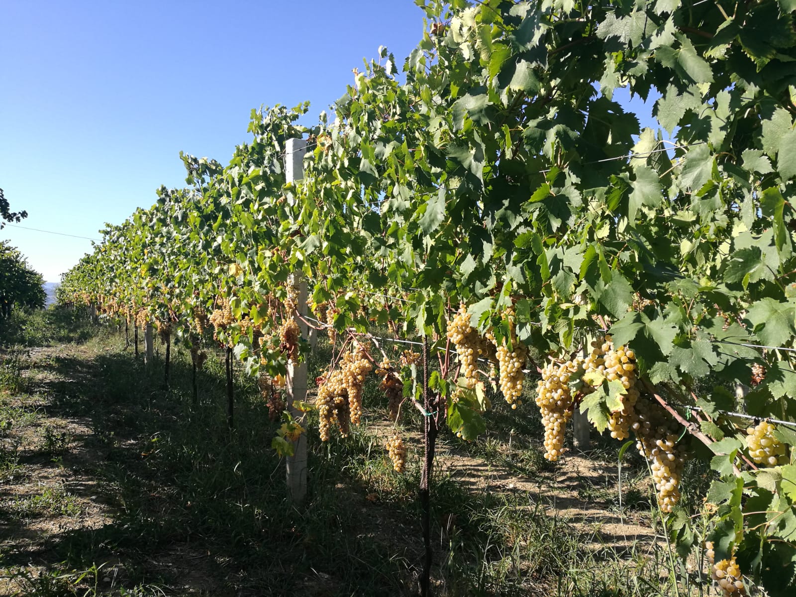 Il vigneto dei fratelli Lavorgna a Massa di Faicchio
