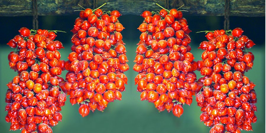 Pomodorini del piennolo, eccellenza vesuviana