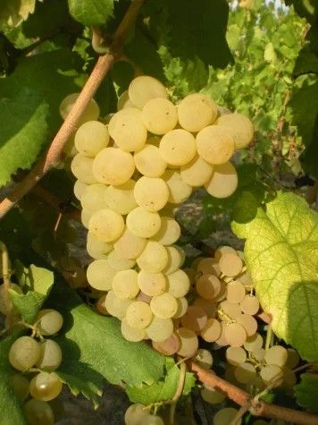 Grappolo di uva agostino/agostinella