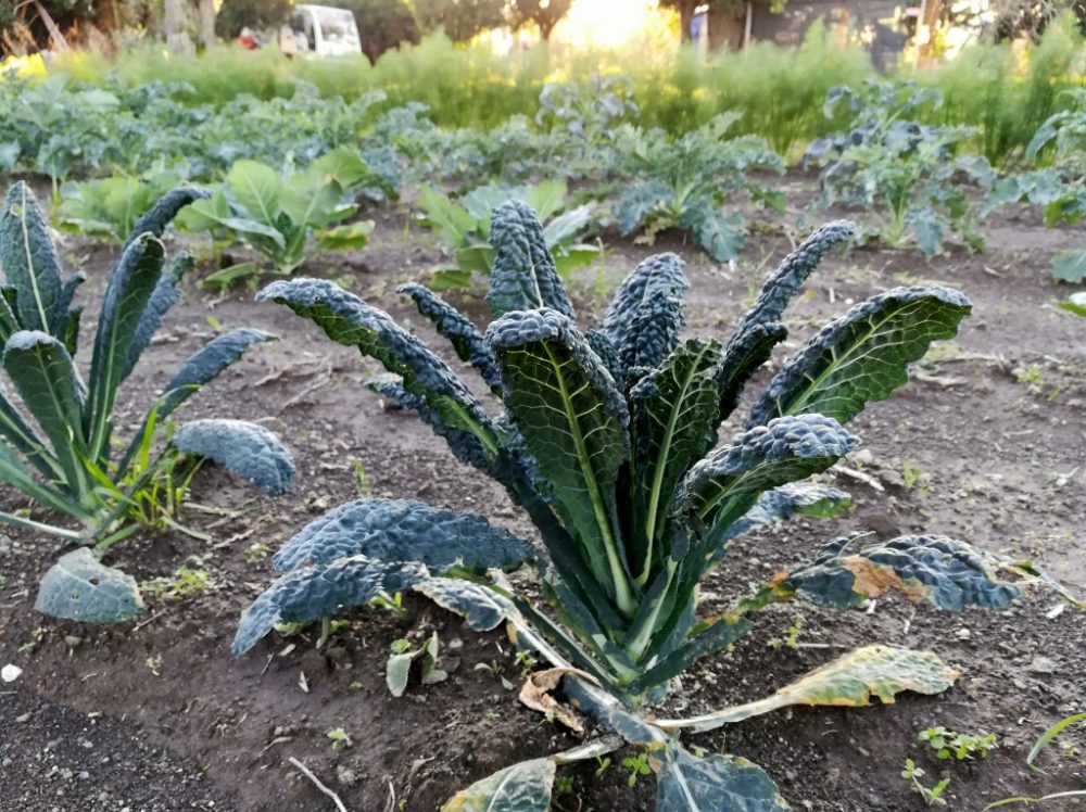 Azienda Agricola Antica Trochlea - Cavolo nero