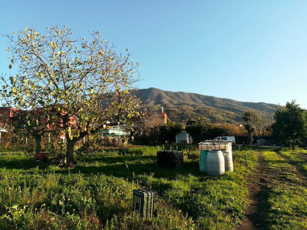 Azienda Agricola Antica Trochlea - Guardando il Vesuvio