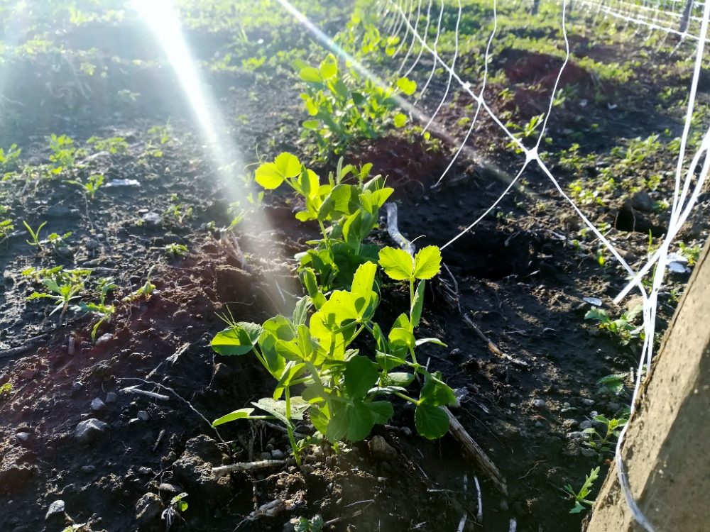 Azienda Agricola Antica Trochlea - I Piselli Cento Giorni del Vesuvio presidio Slow Food