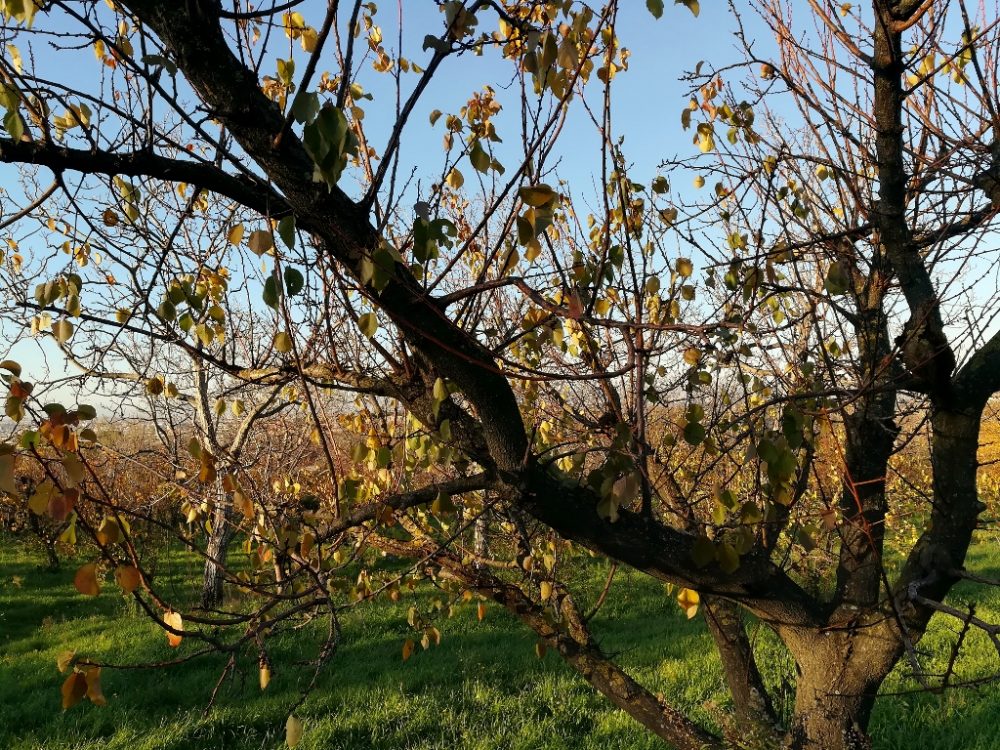 Azienda Agricola Antica Trochlea - Pianta di Albicocca Pellecchiella del Vesuvio