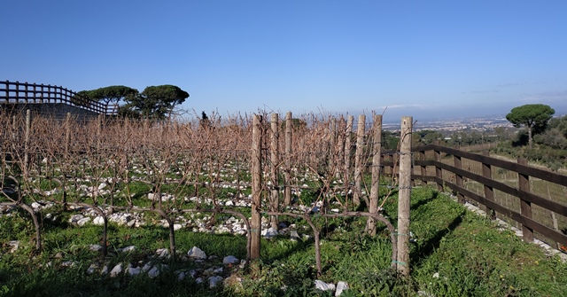 Cantina Imperatori, Petit Verdot