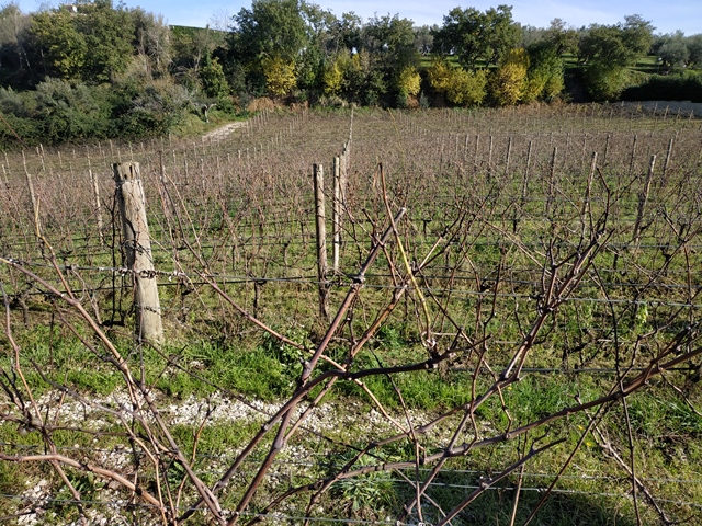 Cantina Imperatori, Trebbiano Verde