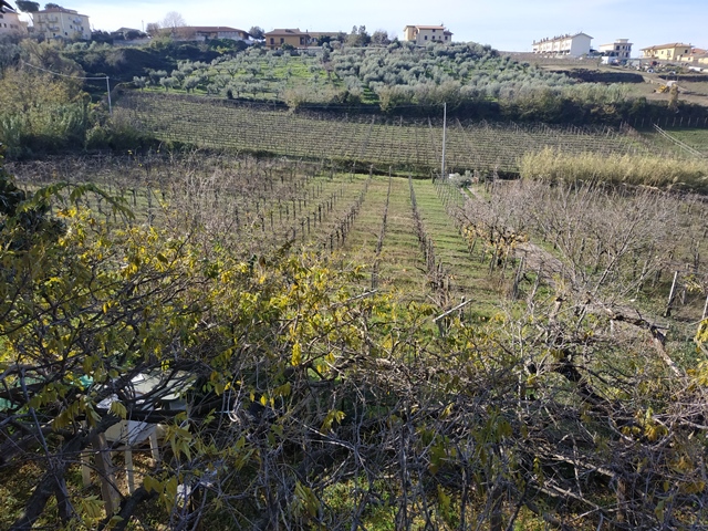 I vigneti di Poggio agli Ulivi