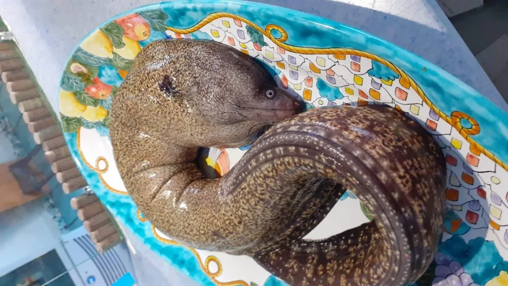 Osteria Sesta Stazione - murena