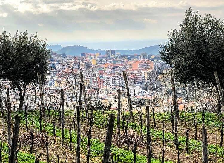 Tenuta Jossa (foto Adele Elisabetta Granieri)