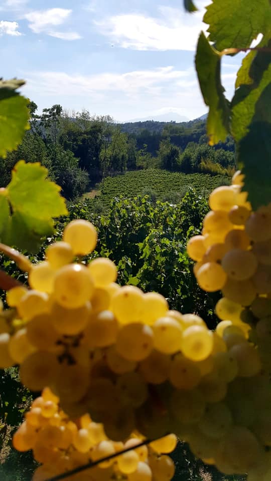 Falanghina Colle Imperatrice dei Campi Flegrei