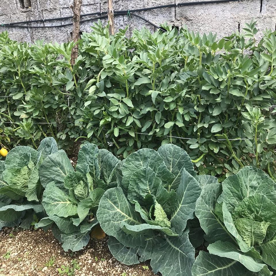 Mi Carro' - azienda agricola