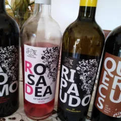 Vini Tenuta Macellaro