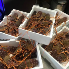 Aragoste calabresi della secca di Amendolara