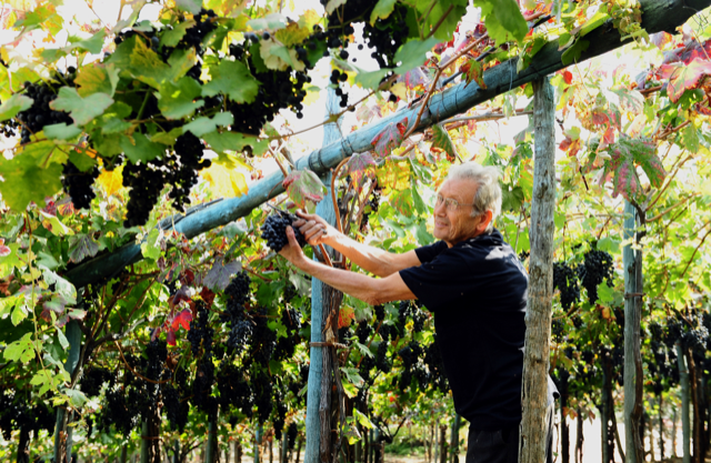 Salvatore Martusciello - vendemmia