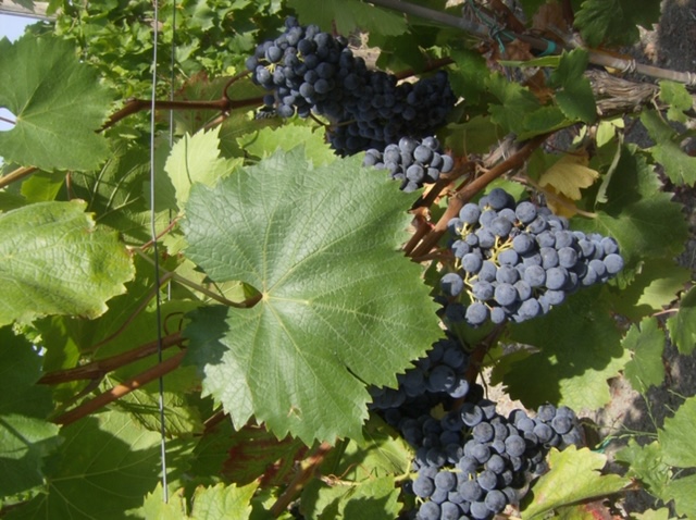 Salvatore Martusciello - uva suppezza che concorre alla produzione del vino Gragnano