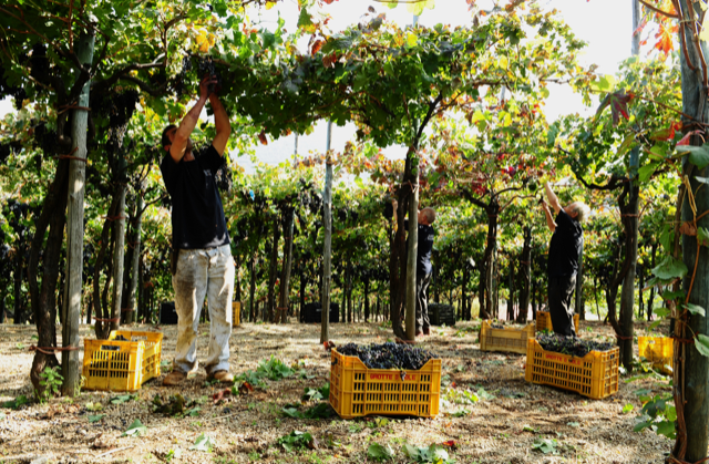 Salvatore Martusciello - vendemmia