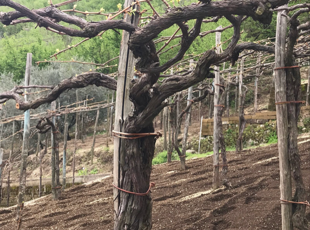 Salvatore Martusciello - viti di piedirosso di 60 anni del vigneto di Sigliano - frazione di Gragnano