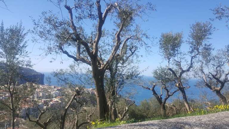 Vico Equense, uliveti affacciati sul mare