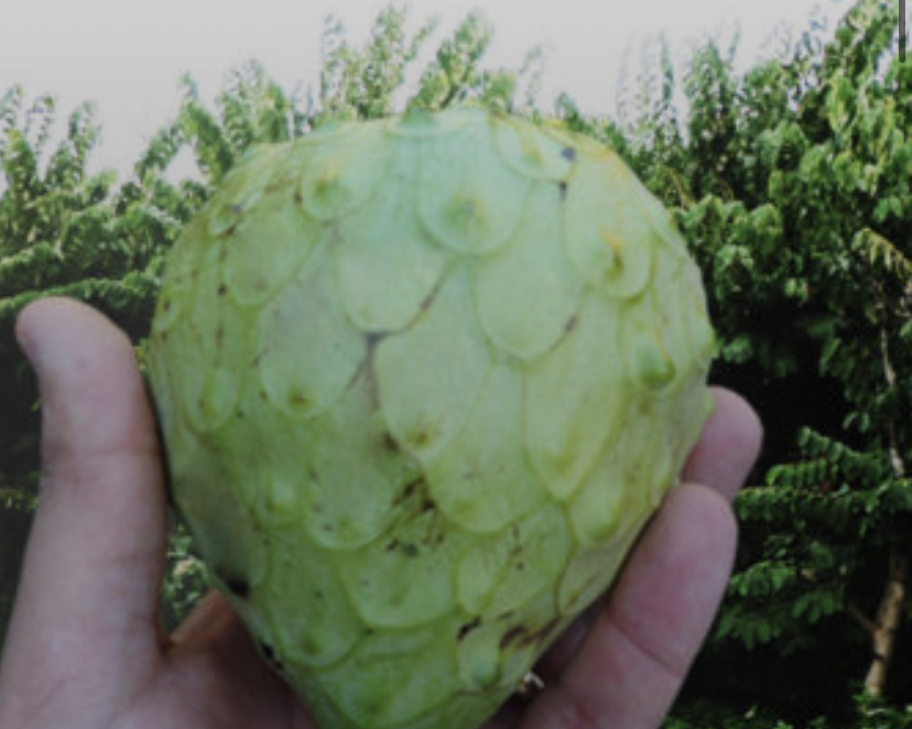 Annona