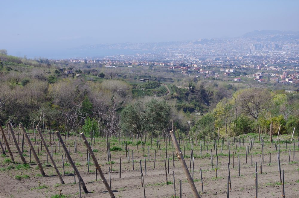 Cantine Olivella - Nuovi impianti e terrazzamenti