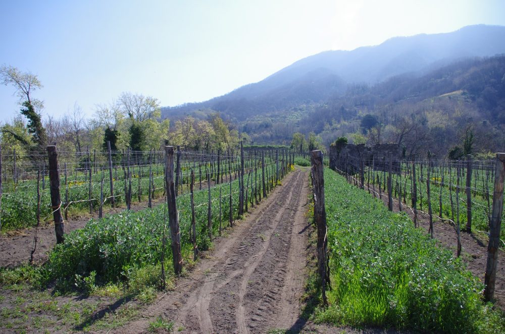 Cantine Olivella - Vigneti a regime biologico