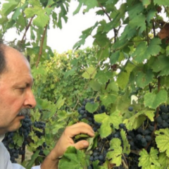 Casavecchia Vigne Chigi