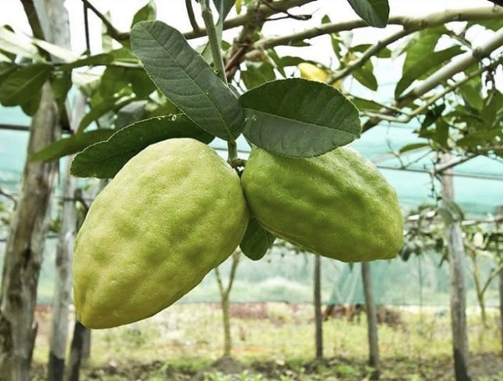 Cedro di Calabria