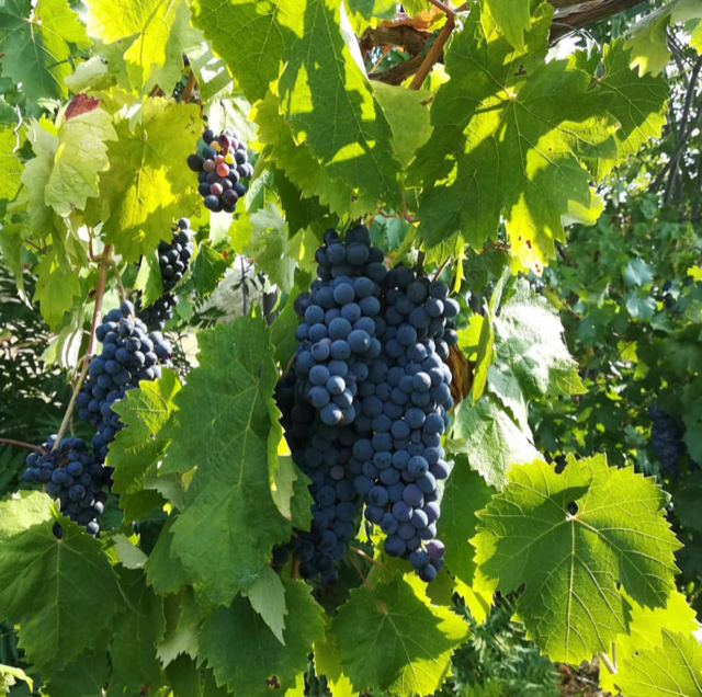 Pallagrello Nero Terre Dell’Angelo