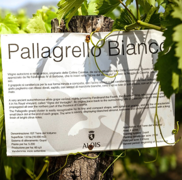 Pallagrello bianco Alois