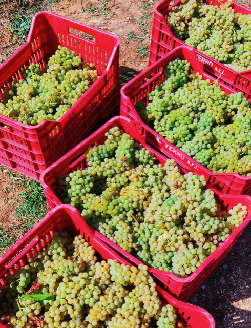 Uve pallagrello bianco Cantina Il Verro