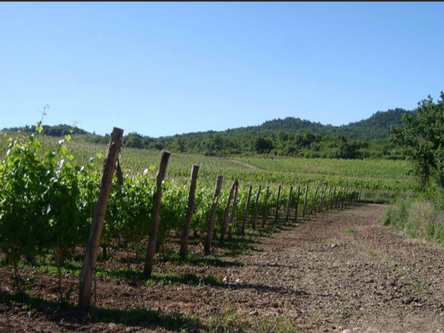 Vigneti Cantina di Lisandro