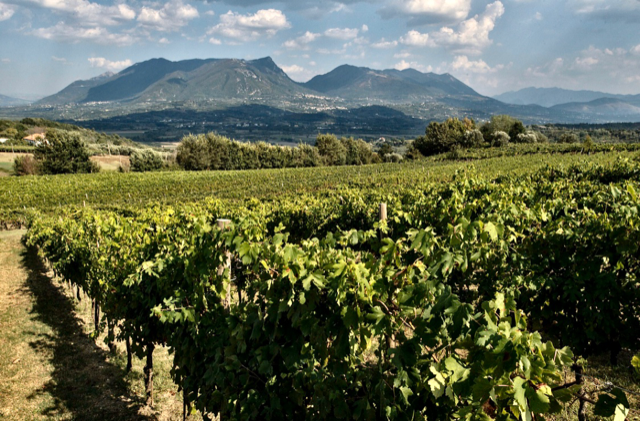 Vigneto pallagrello bianco Aia delle Monache