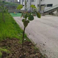 Circolo Viticoltori di Guardia Sanframondi - piantiamo un albero