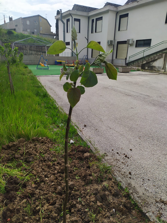 Circolo Viticoltori di Guardia Sanframondi - piantiamo un albero