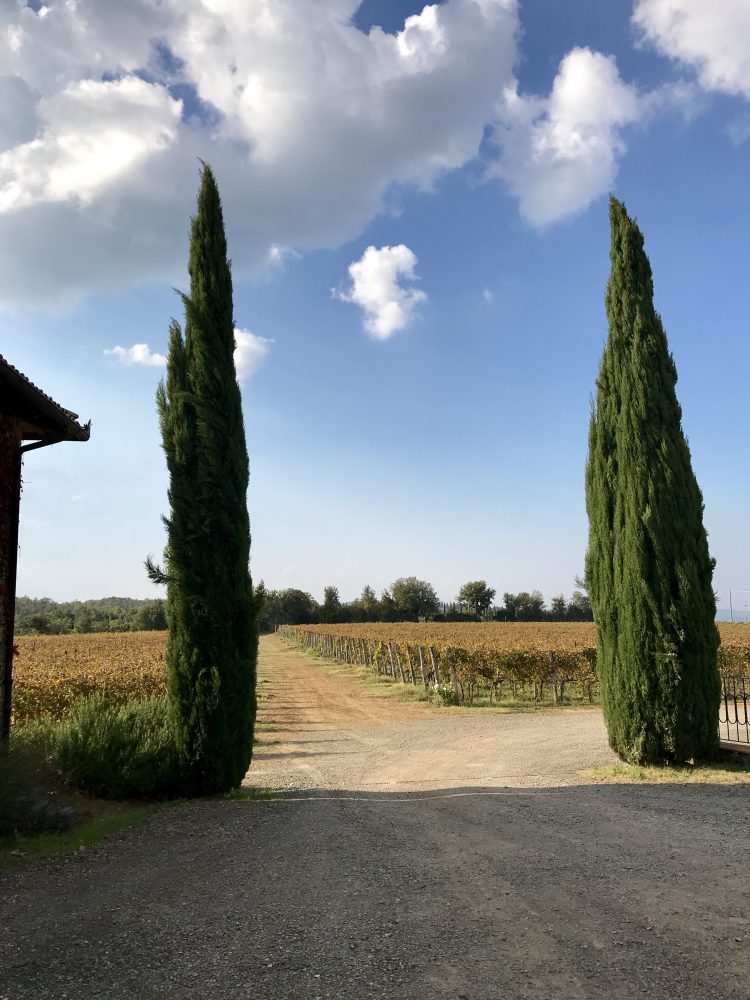 Brunello di Montalcino 2010