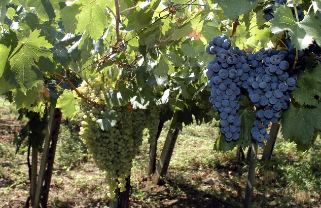 Consorzio vini Frascati