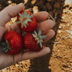 La fragola favetta dell'azienda agricola Riccardo Bagaglini