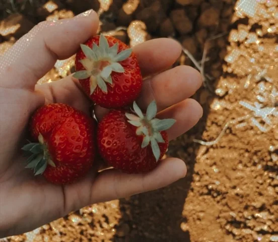 La fragola favetta dell'azienda agricola Riccardo Bagaglini