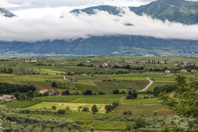 Vigneti sanniti (foto Domenico Orfitelli)