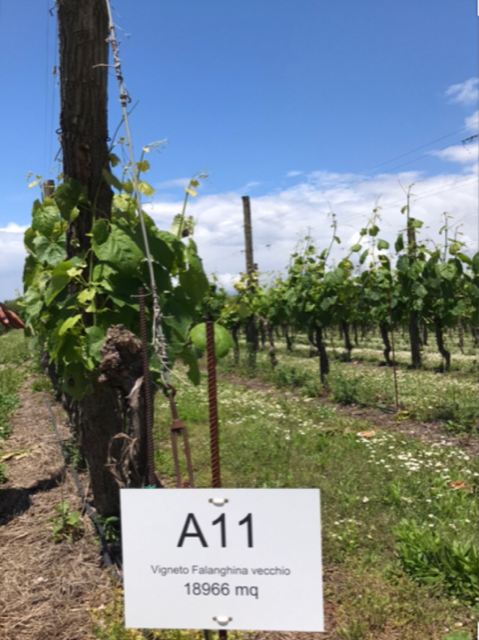 Vitis Aurunca - vigneto