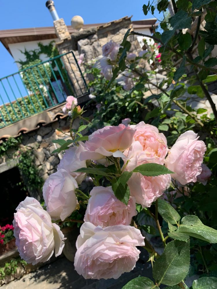 Villa Rosa a Montechiaro, le rose di Villa Rosa