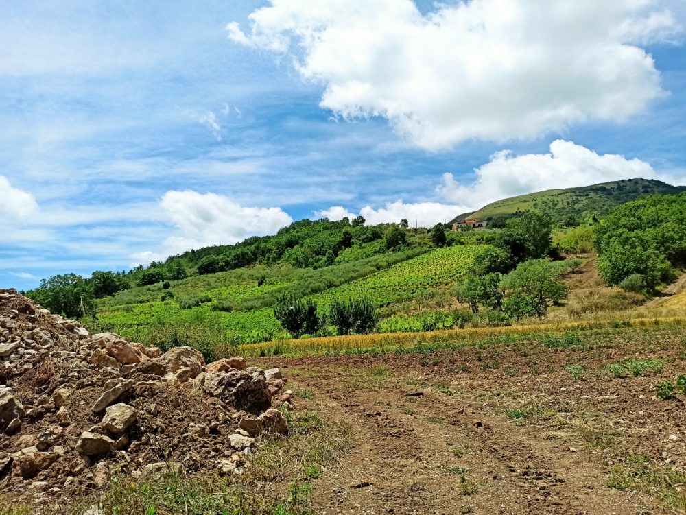 Azienda Agricola Coletta - uno degli oliveti