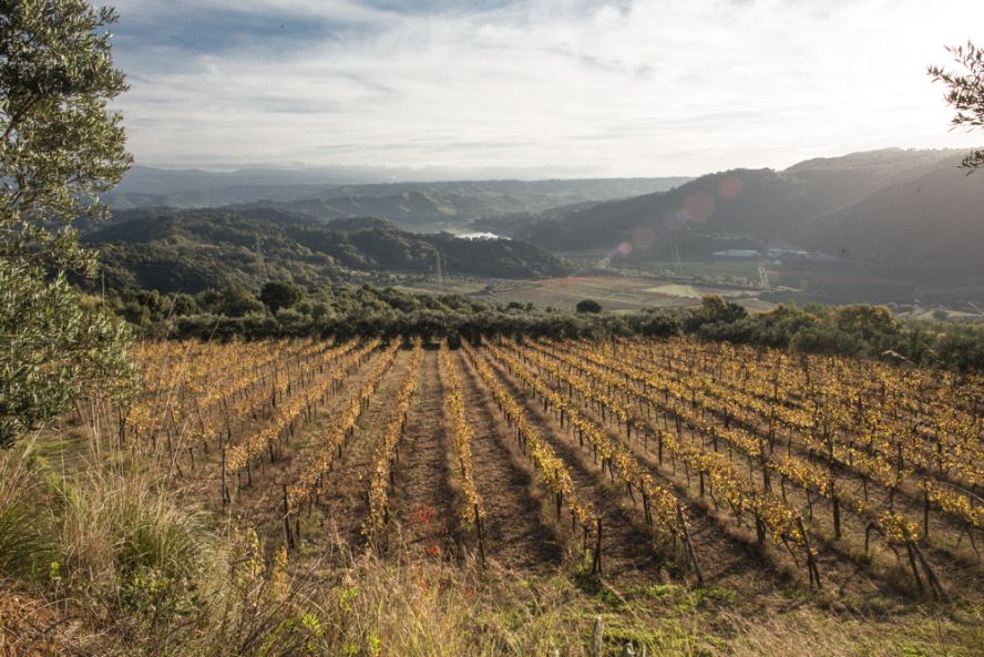 Cantine Benvenuto-Vigneti