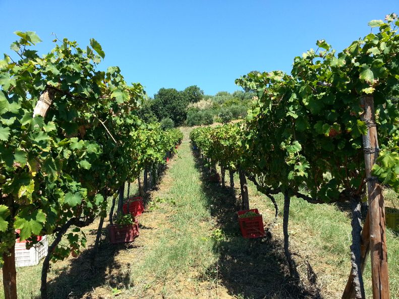 Cantine Benvenuto-Viti