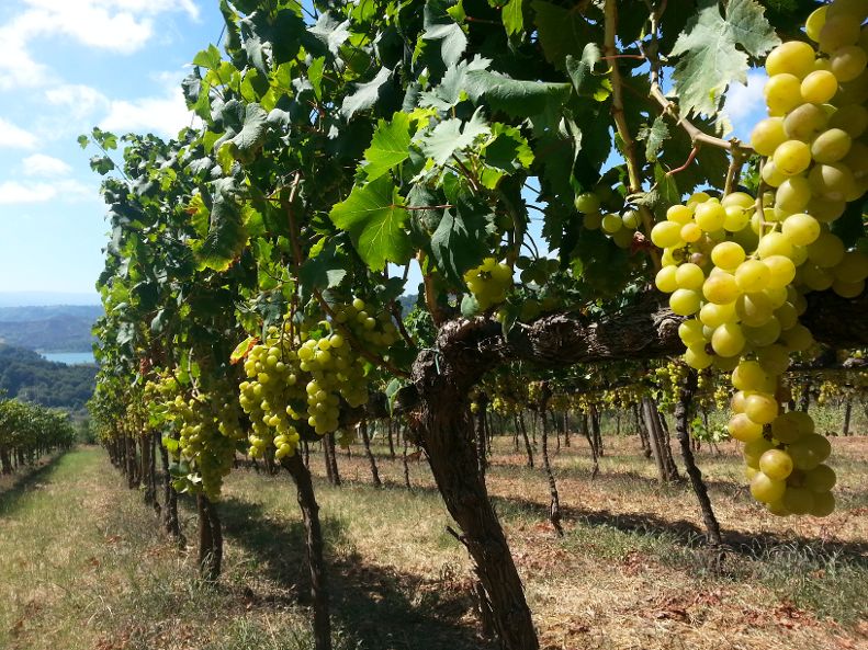 Cantine Benvenuto-zibibbo