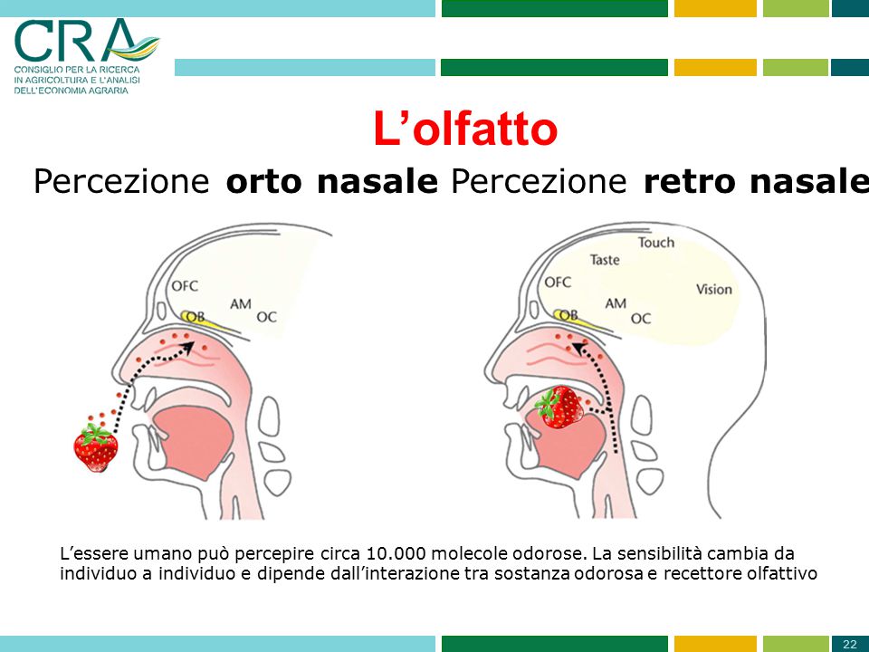 Giochiamo con l’olfatto - foto Crea