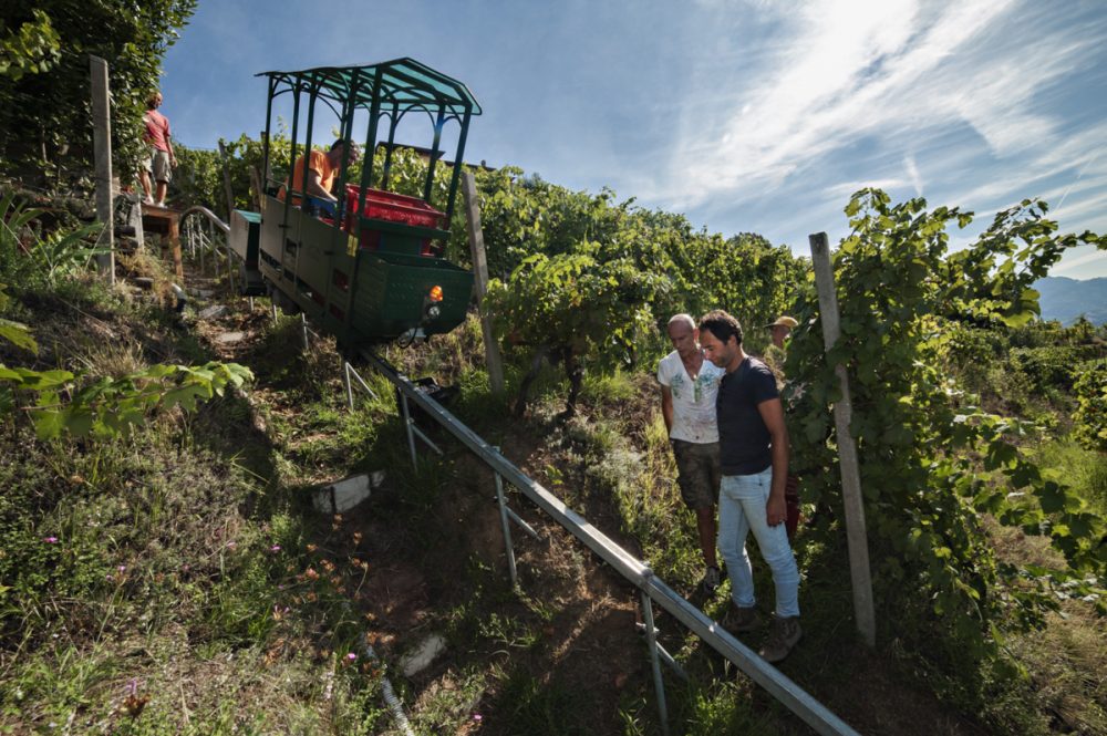 Marco Verona - Il trenino durante la vendemmia